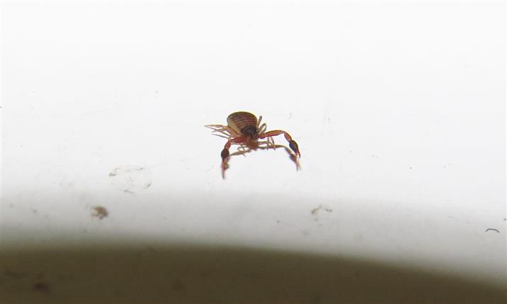 Pseudoescorpiones da Costa de Caparica in Portogallo: Geogarypidae